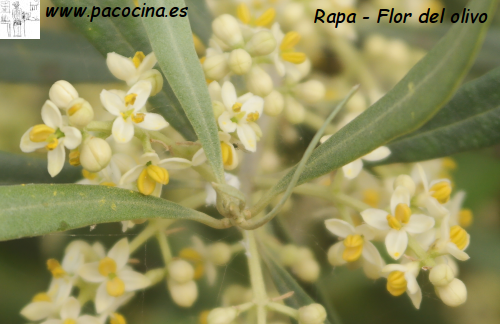 Rapa, flor del olivo